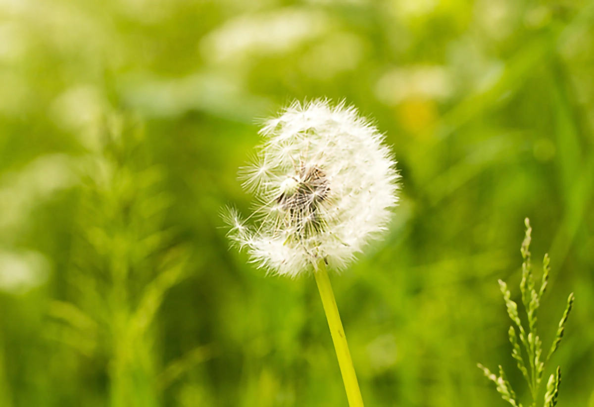 a dandelion